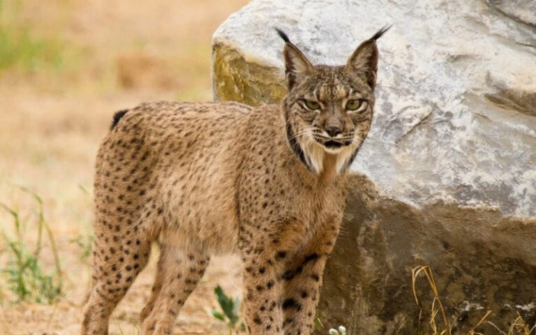 al-acecho-lince-iberico-avistamiento-animal-espana.jpg