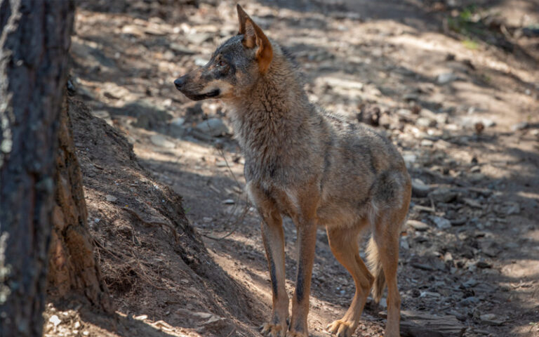 al-acecho-lobo-cataluna-avistamiento-animal-espana