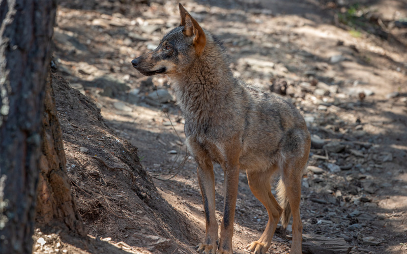al-acecho-lobo-cataluna-avistamiento-animal-espana