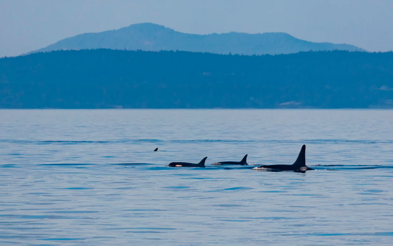 al-acecho-orcas-rias-baixas-avistamiento-animal-espana